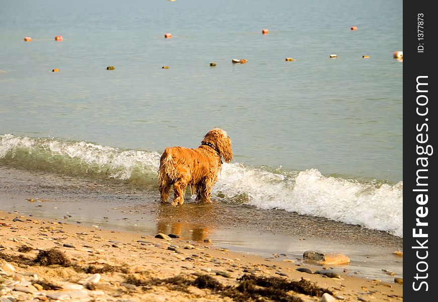 The dog at the sea waiting for its master. The dog at the sea waiting for its master