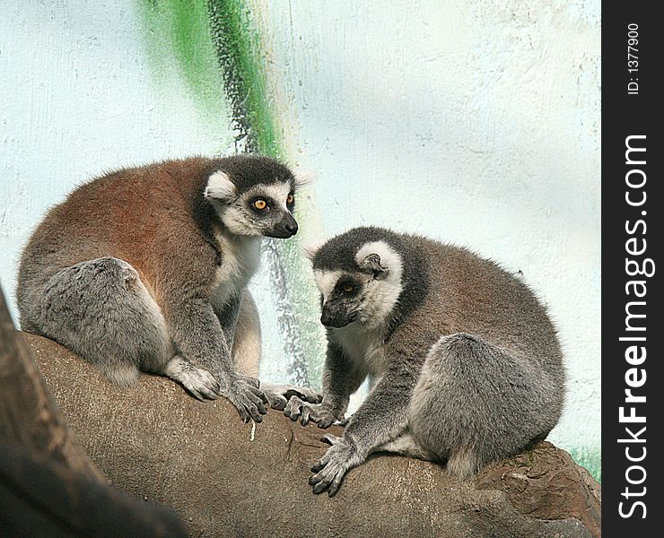 Couple of ring-tailed lemurs. Couple of ring-tailed lemurs