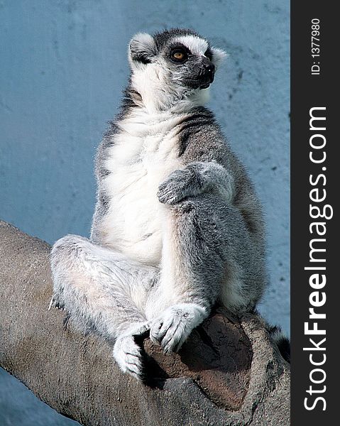 Portrait of a ring-tailed lemur. Portrait of a ring-tailed lemur