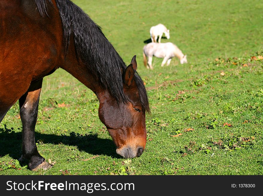 horse grazing in a meadow