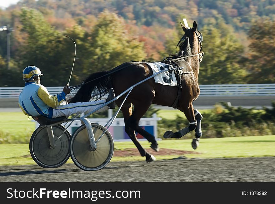 Harness race horse breaking stride during a race