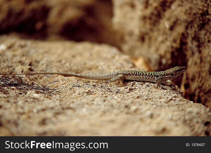 An Italy\\\'s lizard on an anciet rock