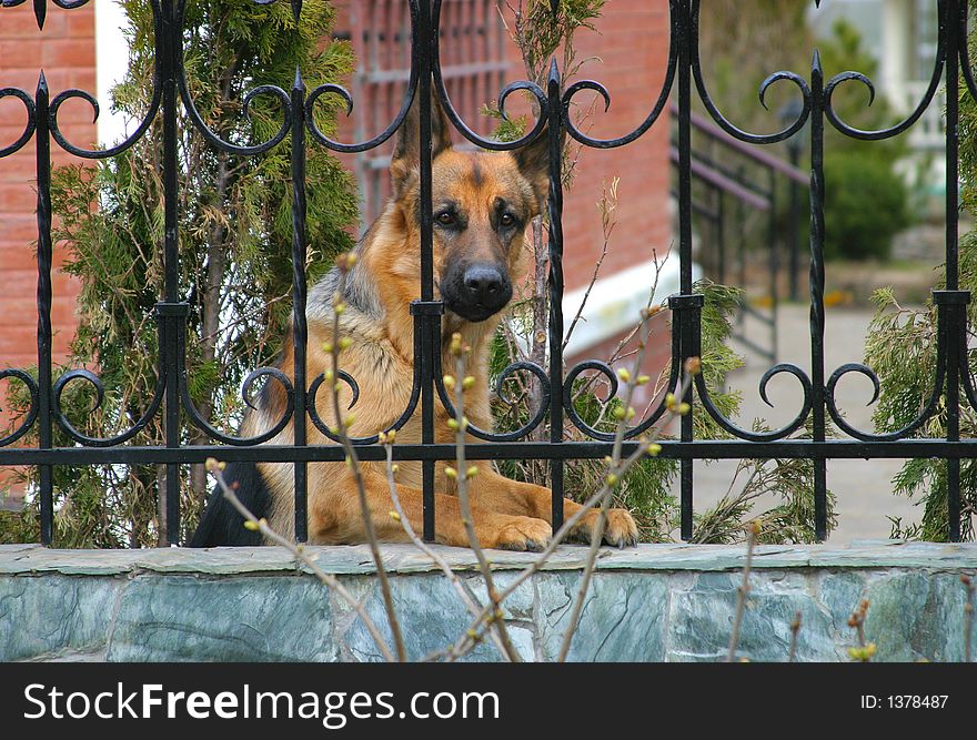 German Sheep-dog