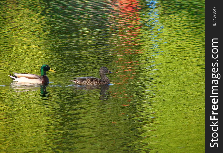 Pair of ducks floating together on a lake