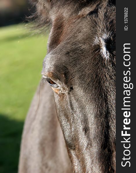 A Horse in a Field in Sidmouth, Devon, England.