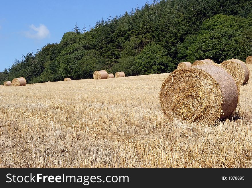 A Countryside scene of Devon, England. A Countryside scene of Devon, England.