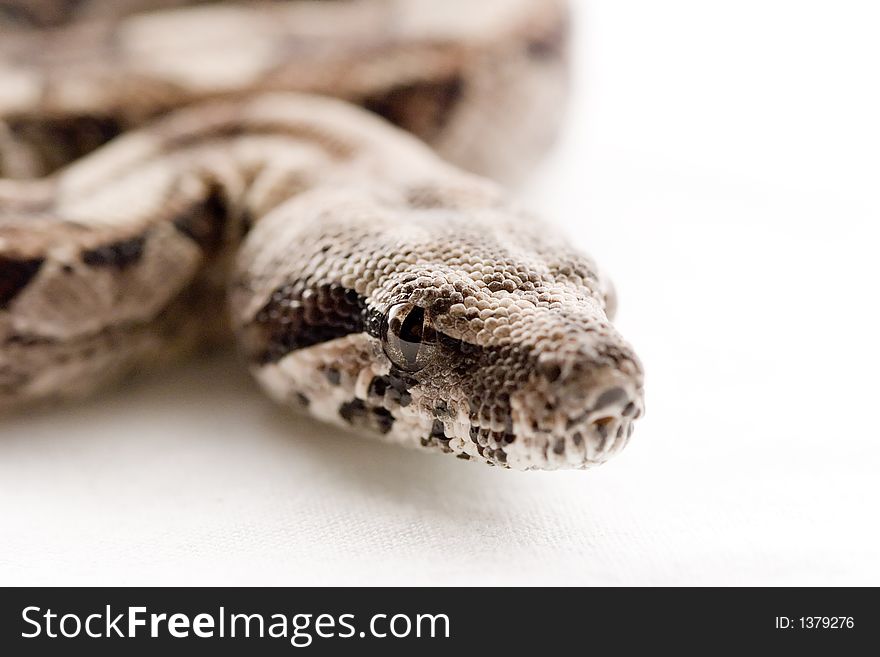 Close-up of a baby boa condtrictor. Close-up of a baby boa condtrictor