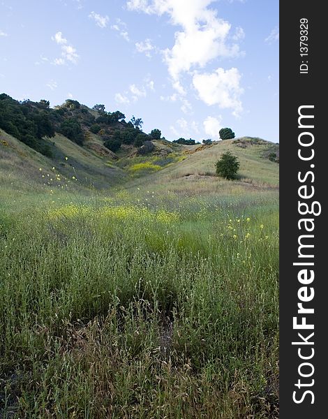 Scenic  Meadow,California