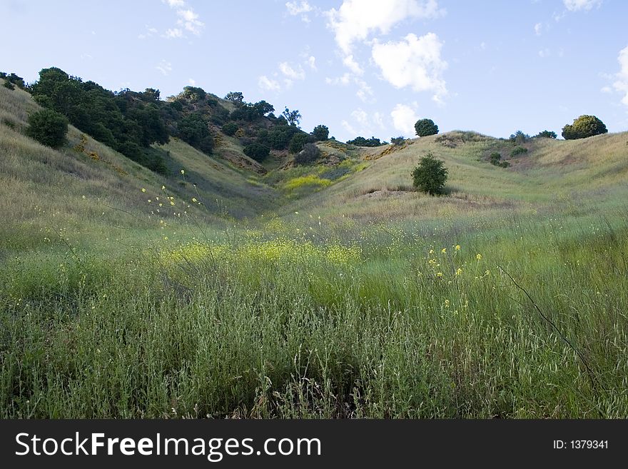 Scenic Meadow,California