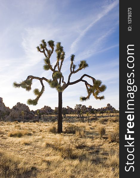 Summer landscape, Joshua Tree,Ca. Summer landscape, Joshua Tree,Ca