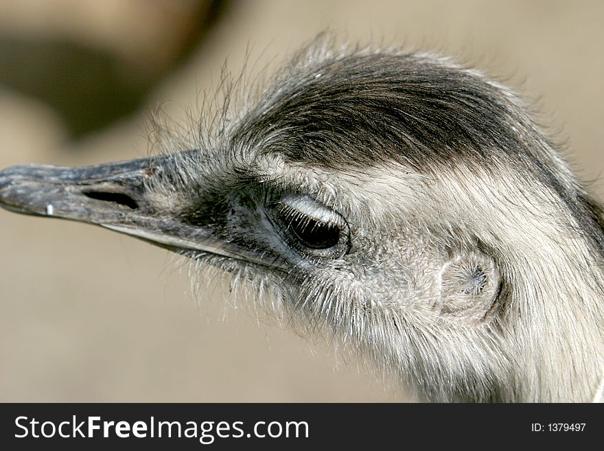 The Rhea is a large flightless bird native to South America. Rhea are farmed in North America and Europe (as are Emu and Ostrich). The Rhea is a large flightless bird native to South America. Rhea are farmed in North America and Europe (as are Emu and Ostrich).