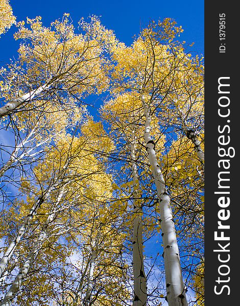 Aspen trees in autumd with a blue sky background. Aspen trees in autumd with a blue sky background