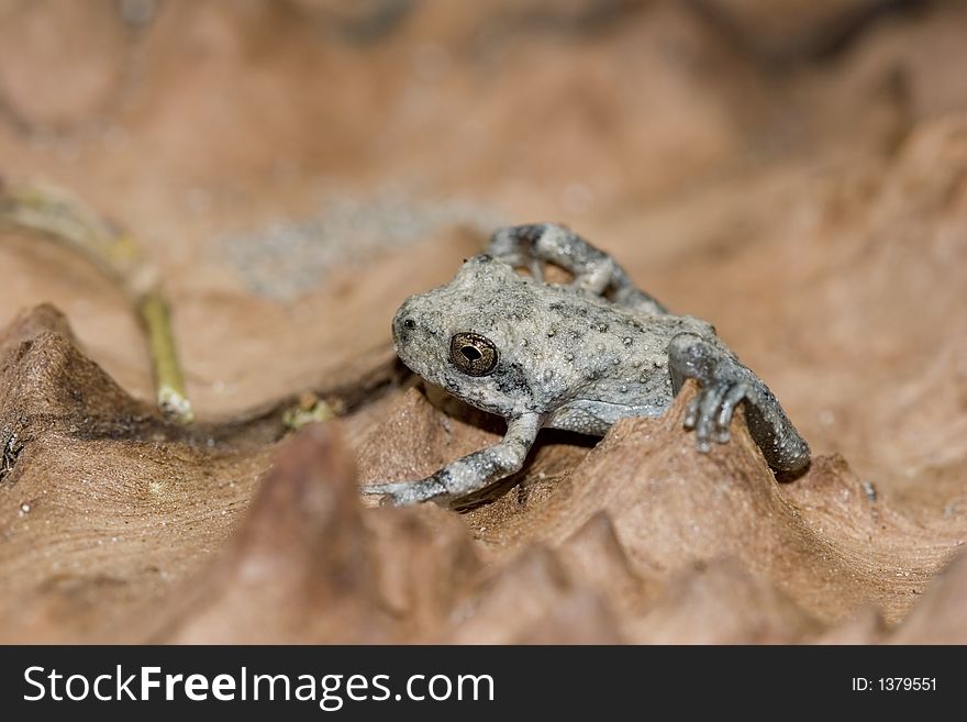 Baby tree frog in the forest,Southern California