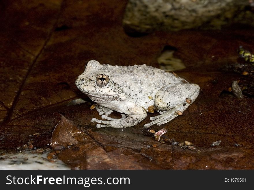 Adult tree frog in the forest,Southern California