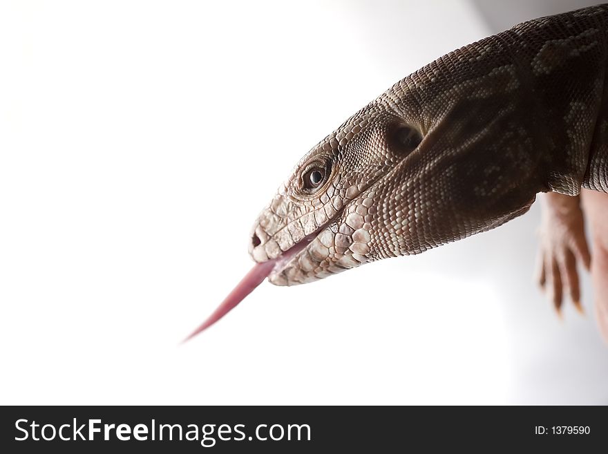 Profile of a Red Tegu. Profile of a Red Tegu