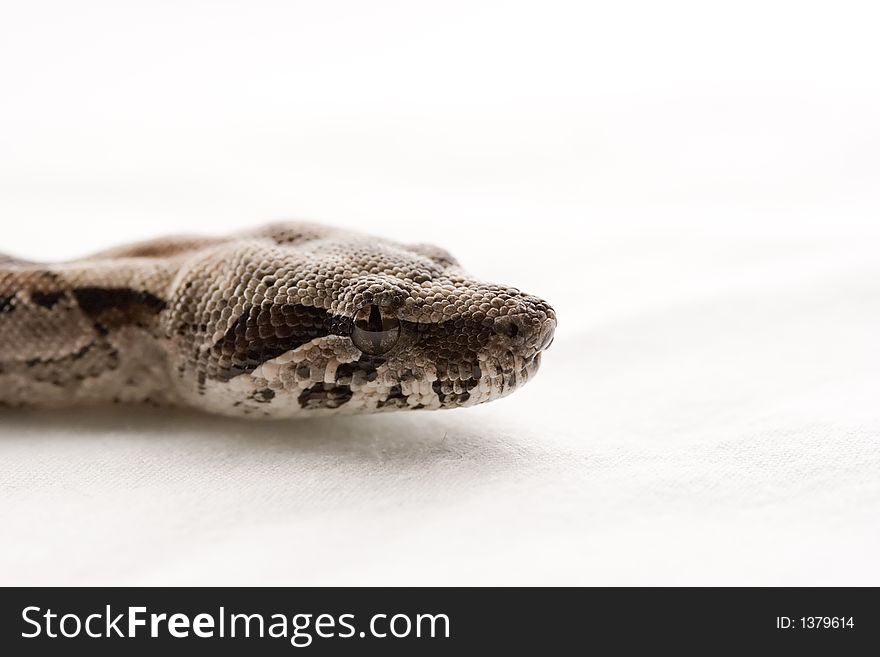 Close-up of a baby boa condtrictor. Close-up of a baby boa condtrictor