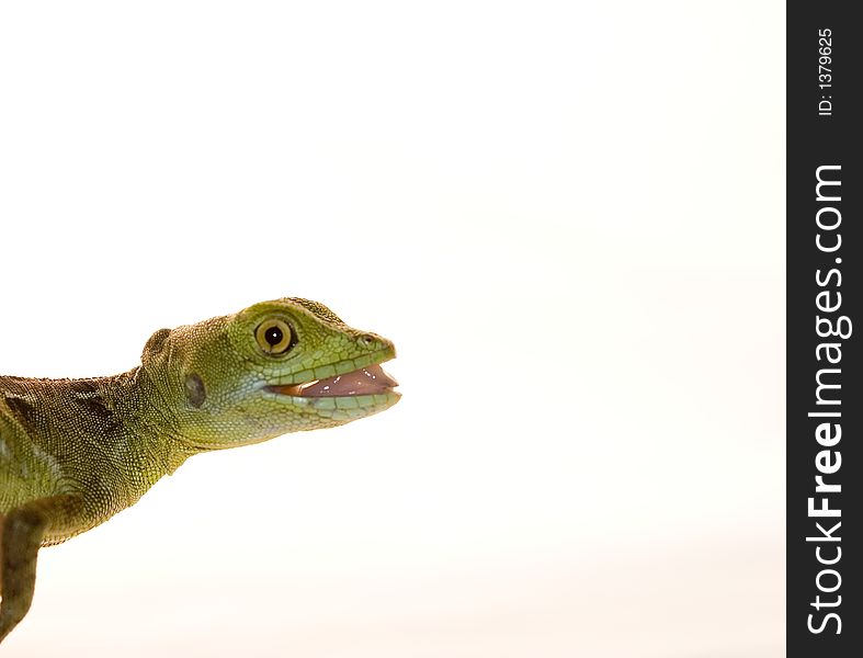 Lizard, Red Tegu Close-up