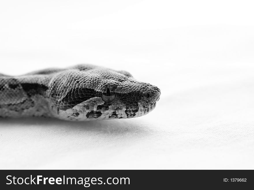 Boa constrictor close-up