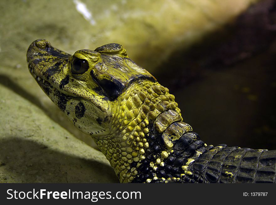 Head of crocodile in zoo