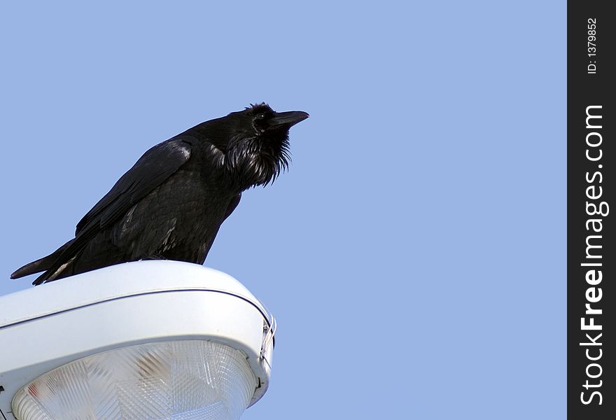 A raven watches passing cars from the top of a street lamp. A raven watches passing cars from the top of a street lamp