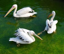 Three White Pelicans Stock Photos Three White Pelicans Stock Photos
