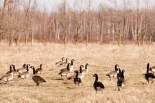 Canadian Geese Royalty Free Stock Image Canadian Geese Royalty Free Stock Image