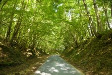 Roadway Into A Crowded Forest Stock Photos Roadway Into A Crowded Forest Stock Photos
