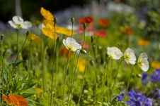 Colorful Poppy Flower Garden Stock Images Colorful Poppy Flower Garden Stock Images