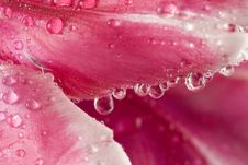 Macro Of Dew Drops On Tulip Stock Images