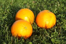 Three Oranges In Grass Stock Photography Three Oranges In Grass Stock Photography