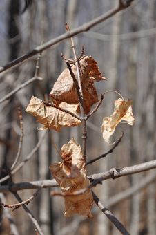 Dry Leaves On Branch Royalty Free Stock Images