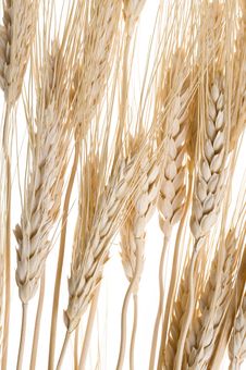 Wheat Stock Image Wheat Stock Image