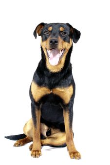 Cute Rottweiler Pincher Royalty Free Stock Images Cute Rottweiler Pincher Royalty Free Stock Images