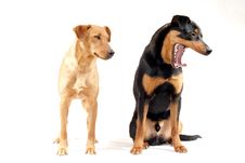 Rottweiler And Pinscher Together Stock Image