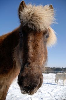 Icelandic Horse Stock Images