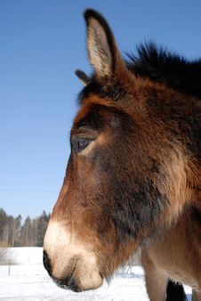 Icelandic Horse Royalty Free Stock Images