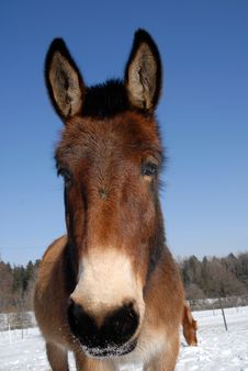 Icelandic Horse Stock Photo