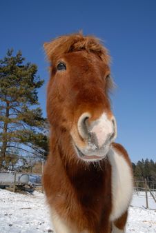 Icelandic Horse Royalty Free Stock Photography