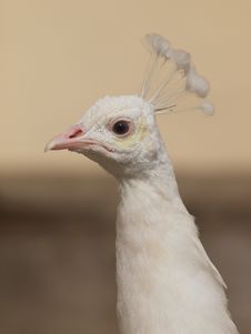 Indian Peafowl - Pavo Cristatus Royalty Free Stock Photos