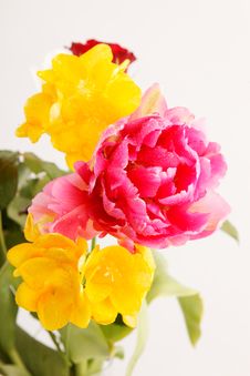 Roses With Water Drops Royalty Free Stock Image Roses With Water Drops Royalty Free Stock Image