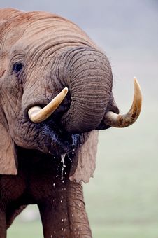 Close Encounter Elephant Royalty Free Stock Photography