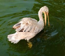 Pelican Stock Photography Pelican Stock Photography