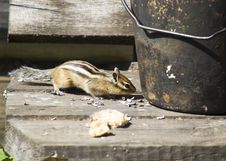 Chipmunk Royalty Free Stock Photo Chipmunk Royalty Free Stock Photo