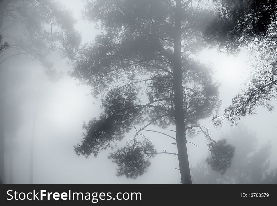 Foggy morning, mountain forest on Madeira