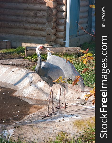 The image of pair cranes in the Siberian zoo. The image of pair cranes in the Siberian zoo