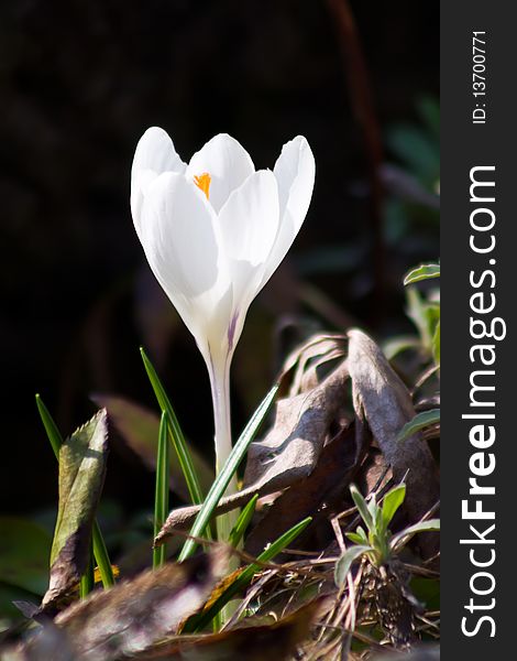 White crocus in contrejour lighting