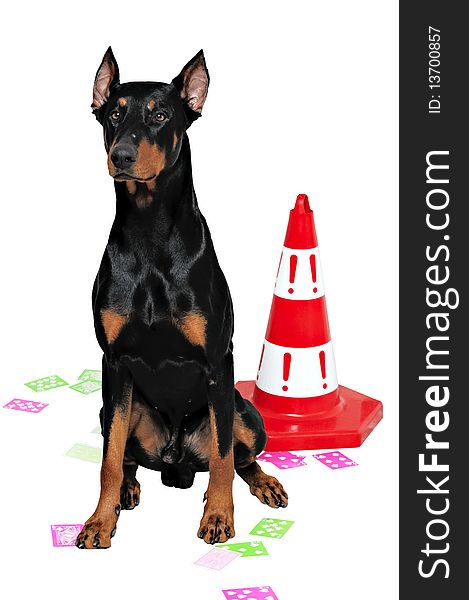 Black and brown doberman on white background