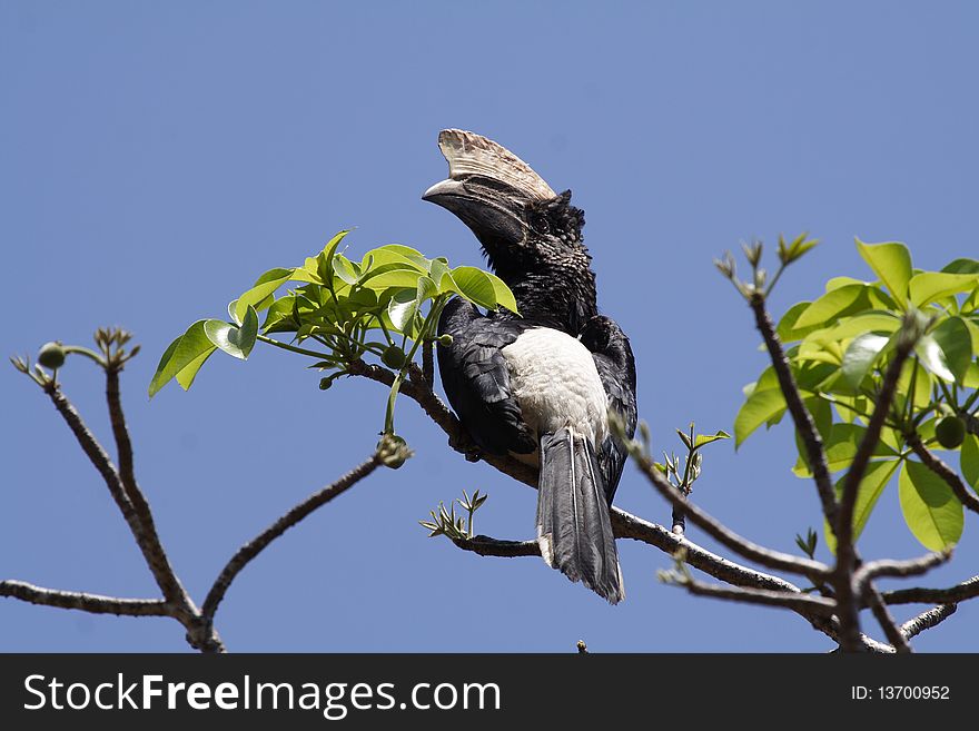 Silvery-cheeked Hornbill, Kenya