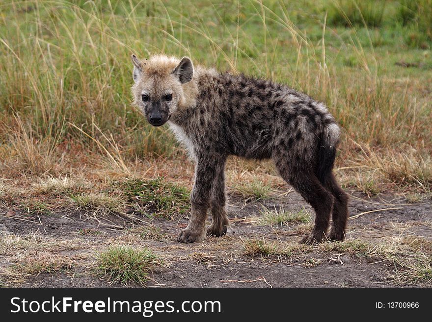 Spotted hyena cub, Masai Mara, East Africa. Spotted hyena cub, Masai Mara, East Africa