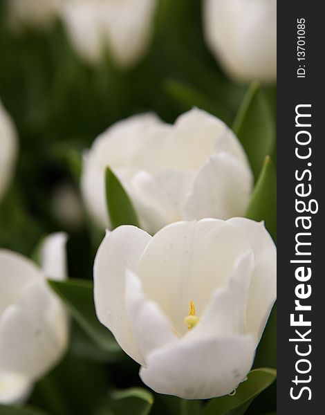 A close up shot of white tulips from garden